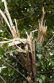 Smoothleaf elm crushed