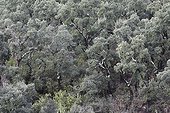 Cork oak forest massif Albères Pyrenees France 
