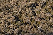 Cork oak forest massif Albères Pyrenees France 