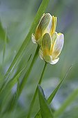 False buttercups opening in an organic garden France 