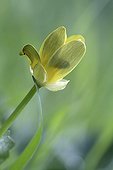 False buttercups opening in an organic garden France 