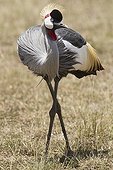 Grey Crowned Crane in the savannah Masai Mara Kenya 