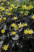 Ranunculus ficaria Brazen Hussy