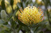 Leucospermum cordifolium