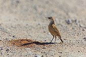 Spike-heeled Lark picketing the laterite soil RSA 