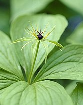 Paris quadrifolia