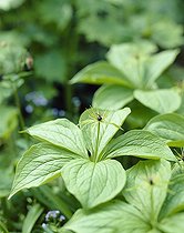 Paris quadrifolia