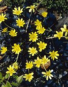 Ranunculus ficaria Brazen Hussy