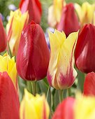 Tulipa Grande Douceur;Mona Lisa