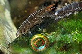Anilocras on Five-spotted wrasse Mediterranean Sea France