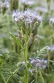 Lacy phacelia in bloom in a garden