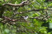 Collared Flycatcher in spring Bialowieza NP in Poland  