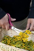 Réalisation d'une décoction de Tanaisie pour le jardin ; Fleurs de tanaisie découpées avant séchage en vue de réaliser une décoction pour un traitement phytosanitaire au jardin