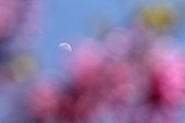 Moon in the background of a Judas tree flowers in France 