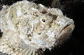 False stonefish around the island of Bali