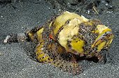 Flasher Scorpionfish around the island of Bali Indonesia