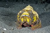 Flasher Scorpionfish around the island of Bali Indonesia