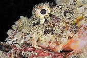 Scorpionfish in Indian ocean around Bali Indonesia