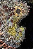 Scorpionfish in Indian ocean around Bali Indonesia