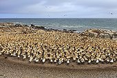Colony of Cape Gannets in Lamberts Bay South Africa  ; This colony was decimated in the past by fur seals came to feed on eggs and small. She is now monitored by wardens seals that keep trying to get closer