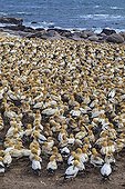 Colony of Cape Gannets of Lamberts Bay South Africa ; This colony was decimated in the past by fur seals came to feed on eggs and small. She is now monitored by wardens seals that keep trying to get closer