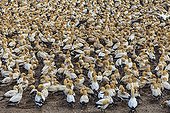 Colony of Cape Gannets of Lamberts Bay South Africa ; This colony was decimated in the past by fur seals came to feed on eggs and small. She is now monitored by wardens seals that keep trying to get closer