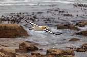 Cape Gannet flying Western Cape Province South Africa
