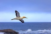 Cape Gannet flying Western Cape Province South Africa