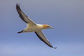Cape Gannet flying Western Cape Province South Africa