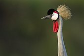 Portrait of Eastern Grey Crowned Crane Masai Mara Kenya 