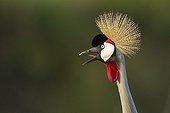 Portrait of Eastern Grey Crowned Crane Masai Mara Kenya 