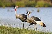 Eastern Grey Crowned Crane courtship Masai Mara Kenya 