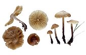 Fairy Ring Mushroom in studio on white background 