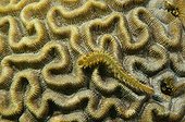 Green Bristle Worm on reef Folkestone Marine park Barbados 