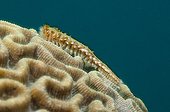 Green Bristle Worm on reef Folkestone Marine park Barbados 
