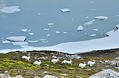 Lièvres arctiques sur les pentes du Cap Greg Groenland