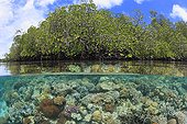 View of coral reef and mangrove in Indonesia