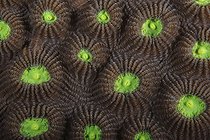 Polyps of hard coral tentacles retracted during day