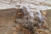 Traces de dinosaures du type Dilophosaurus Utah USA ; traces fossilisée par du silicate d'aluminium , de l’Agate qui a remplacé du carbonate de calcium , et traces fentes de dessiccation de boue séchée 