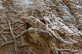 Traces de dinosaures du type Dilophosaurus Utah USA ; traces fossilisée par du silicate d'aluminium , de l’Agate qui a remplacé du carbonate de calcium , et traces fentes de dessiccation de boue séchée 