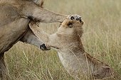 Fight Lions in the savannah Masai Mara Kenya  ; Gunfight in the band marshes 