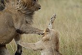 Fight Lions in the savannah Masai Mara Kenya  ; Gunfight in the band marshes 