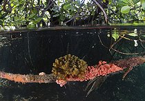 Hard coral and sponge growing on the root of a mangrove