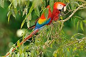Scarlet Macaw on a branch Corcovado NP Costa Rica