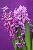 Hyacinth ; Hyacinthus cultivar, Hyacinth, Pink subject, Purple background.