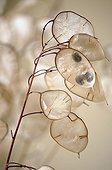 Honesty ; Lunaria annua, Honesty, Brown subject.