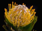 Pincushion ; Leucospermum cultivar, Pincushion, Orange subject, Black background.