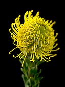 Pincushion 'Yellow Bird' ; Leucospermum cordifolium 'Yellow Bird', Pincushion, Yellow subject, Black background.