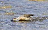 Crested Duck (Lophonetta specularioides) adult, aggressive behaviour, in territorial dispute on water, Tierra del Fuego, Argentina, november