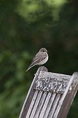 Spotted Flycatcher (Muscicapa striata) adult, perched on wooden chair in garden, Norfolk, England, june